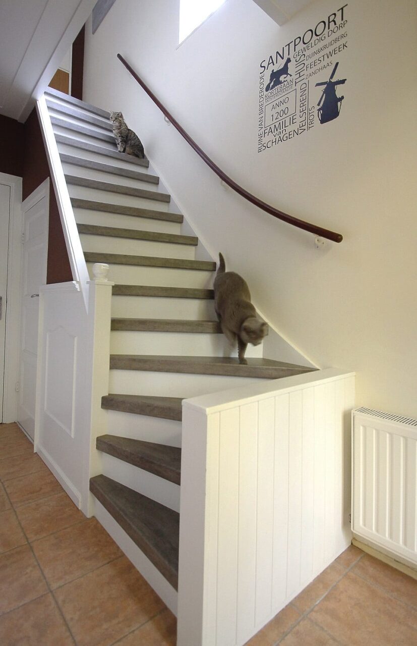 Welche Treppe ist für Katzen und Hunde geeignet?